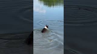 Dog swimming at lake [upl. by Genet714]