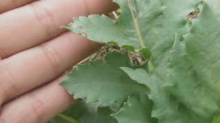 Papaver somniferum leaves opium poppy or breadseed poppy [upl. by Worrad]