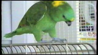 MICHAEL JACKSON PARROT [upl. by Cirtemed595]