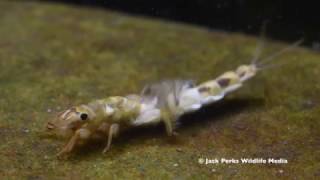 Mayfly Nyphm Stonefly Larvae Caddisfly Larvae Underwater [upl. by Benita]