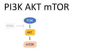 PI3K AKT mTOR Pathway and the effects [upl. by Mazel23]