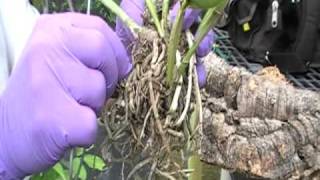 The Orchid Doctor  How to Mount an Orchid Part 2  orchidmania south florida [upl. by Calvina]