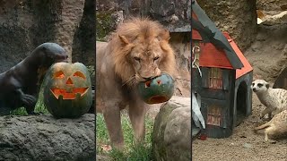 Festa animal do Halloween  AFP [upl. by Noskcire425]