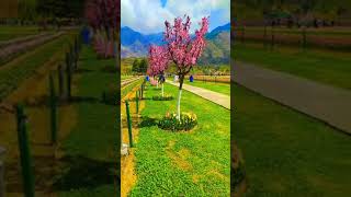 Tulip garden  Kashmir  Subscribe  song bollywood hindisong bollywoodsongs subscribe [upl. by Mohandis]