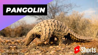 Pangolin 🦔 One Of The Cutest And Most Exotic Animals In The World shorts [upl. by Kern991]