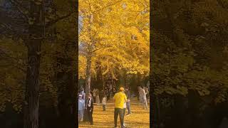 Ginkgo tree nami island [upl. by Clementine]