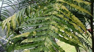 Angiopteris evecta Giant fern variegatedplants worth 250k Kingfern [upl. by Arinayed98]