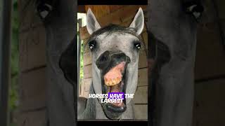 Amazing Horse Facts 🐎  MindBlowing Things You Didnt Know About Horses [upl. by Annoirb270]