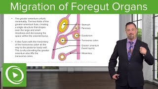 Foregut Organs Omentum amp Mesenteries – Embryology  Lecturio [upl. by Vlada]