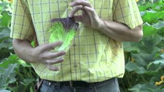 The Different Varieties Of Head Lettuce  Veseys Comparisons [upl. by Macswan]