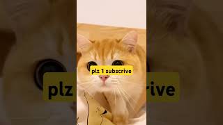 Cute cat foreyou viralinshort viralvideos catlavercat [upl. by Sonafets]