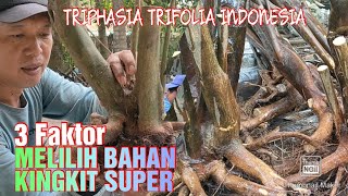 CARA MEMILIH BAHAN KINGKIT  Bonsai jeruk Kingkit  Triphasia Trifolia [upl. by Furtek]