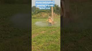 Herbicide spraying in green gram cropfarming annadhaatha [upl. by Caralie888]