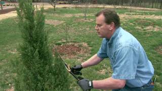 Pruning Evergreens into Formal Shapes [upl. by Richman]