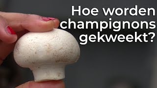 Hoe worden champignons gekweekt  Doen Ze Dat Zo  Het Klokhuis [upl. by Pan]