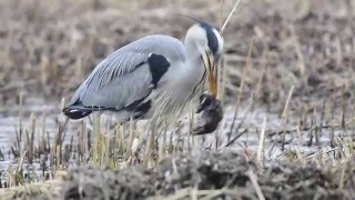 Vroege Vogels  Blauwe reiger eet mol [upl. by Maunsell]