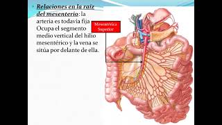 Aorta Abdominal [upl. by Dranyer]