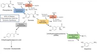 Catecholamine Biosynthesis Pathway [upl. by Tomasina]