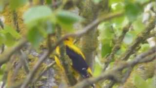 The Golden Oriole  Britains rarest bird [upl. by Ahsratal]