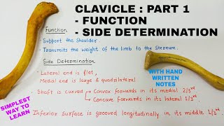 CLAVICLE  PART 1  BONES ANATOMY [upl. by Polinski478]