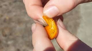 Diospyros rhombifolia diamondleaf persimmon October 13 2024 taste test not ripe yet Do not recommend [upl. by Dulciana]