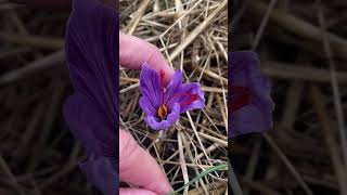 Growing Saffron  Crocus sativus garden saffron [upl. by Nauqet203]