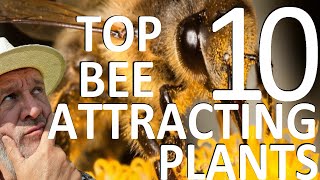 Top Ten Flowering Garden Plants to Attract Bees [upl. by Ruprecht]