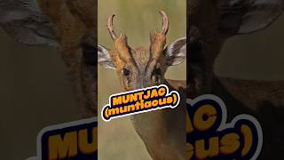 Meet the oldest known deer species  Barking deer muntjac animalfacts muntjacs [upl. by Angelique]