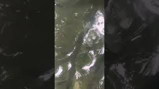 Fishpond Ang lalaki na Nila isda viral [upl. by Atiuqcaj758]