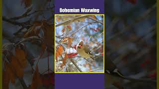 Bohemian Waxwing Bird beautiful birds shorts nature [upl. by Adnauqahs]