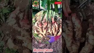 Zingiber officinale Ginger gardening farmer agricultureworld [upl. by Kalagher]