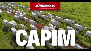 Sementes Agromax Aumente os lucros na sua Fazenda com a melhor Sementes de Capim da safra 2024 [upl. by Anselmi]