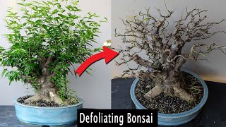 Defoliating to improve Bonsai [upl. by Kieger]