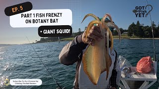 Fish Frenzy at Botany Bay  Giant squid  Part 1 [upl. by Ydnor]