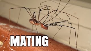 Daddy Long Legs Harvestman MATING [upl. by Marala]