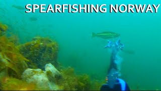 Spearfishing amp Scalloping  Smøla Norway [upl. by Link506]