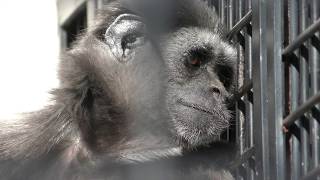 アジルテナガザル 仙台市八木山動物公園／セルコホーム ズーパラダイス八木山 2018年1月20日 [upl. by Orat]