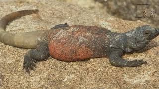 interesting facts about the chuckwalla by weird square [upl. by Silverts365]