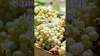 ฺฺBordeaux Wine No 76 Bordeaux Generic White Wine AOC และ grape varieties  visithpodcast [upl. by Montgomery943]