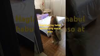 PAANO MAGLARO NG HABUL HABULAN ANG ASO AT PUSA [upl. by Ihdin]