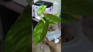 DIY Aquascape Ideas for Betta Fish Aquariums  Betta Fish tank setup ideas ytshorts bettafish [upl. by Elockcin]