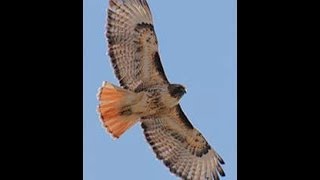 14 Best Hawk Attacks Caught On Camera [upl. by Ainoda]