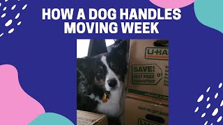 How My Sweet Dog Adapted to Our Move and Her New Back Yard 🥰😊 dog movingday doglover cute [upl. by Christis]