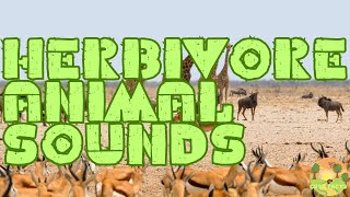 Herbivore Animal Sounds and Facts  Cute Facts [upl. by Adriane]