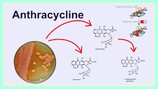 anthracycline [upl. by Walker]