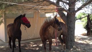 Tying a Horse to High Line  High Lining Horses Why   Rick Gore Horsemanship [upl. by Idyak535]