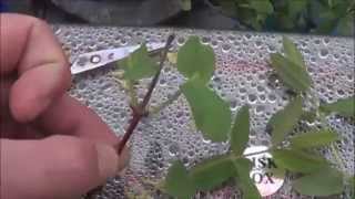 The Honeyberries  Rooting in the Aquaponic Garden [upl. by Tristas]