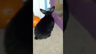 Rabbit sees a pumpkin and goes to his little haunted house Halloween 2024 🎃rabbit halloween [upl. by Alolomo]