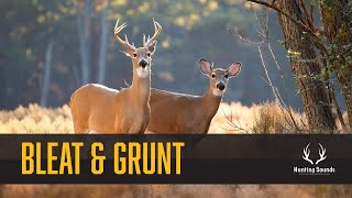 Doe Bleat amp Buck Grunt Sound Only [upl. by Mchale388]