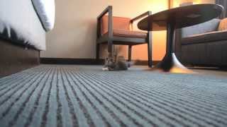 LIL BUB MOVES [upl. by Mukul166]